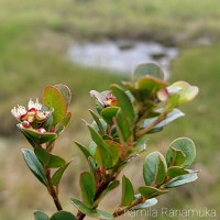 Syzygium oliganthum Thwaites